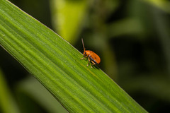 Chrysomelidae