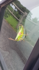 Parapodisma setouchiensis