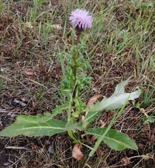 Cirsium arvense