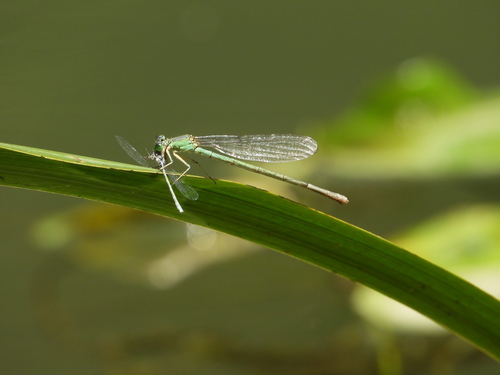 Paracercion plagiosum