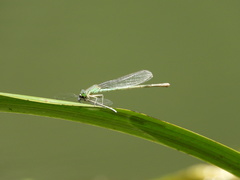 Paracercion plagiosum