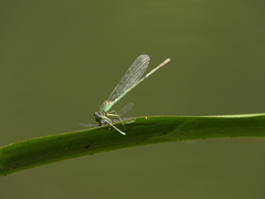 Paracercion plagiosum