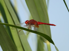 Crocothemis servilia