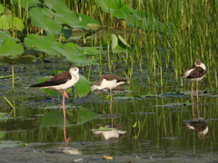 Himantopus himantopus