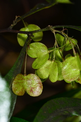 Dodonaea viscosa spatulata