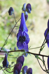 Aconitum degenii
