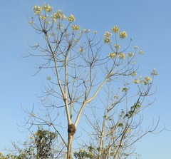 Cochlospermum orinocense