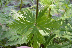 Aconitum degenii
