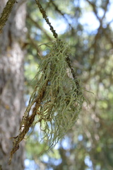 Evernia divaricata