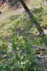 Aconitum degenii