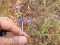 Delphinium gracile