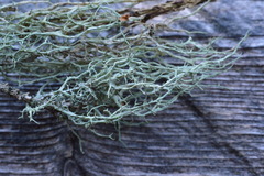 Evernia divaricata