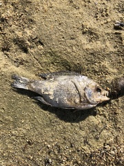 Ambloplites rupestris