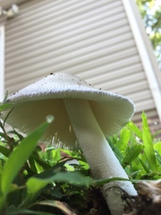 Amanita