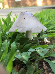 Amanita