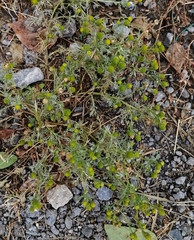 Matricaria discoidea