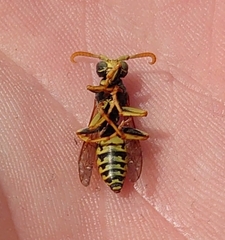 Polistes dominula