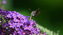 Heteropterus morpheus