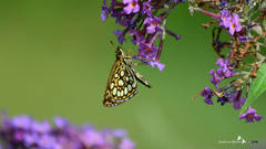 Heteropterus morpheus