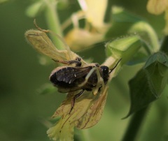 Megachile ligniseca