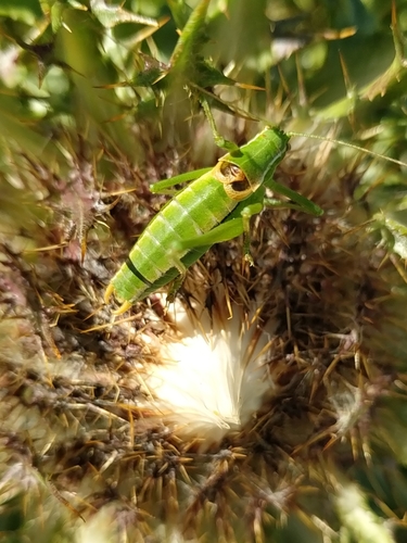 Poecilimon superbus
