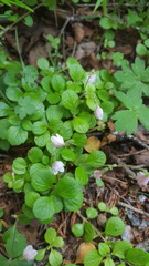 Linnaea borealis longiflora