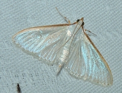 Palpita margaritacea