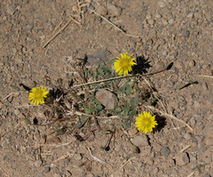 Agoseris apargioides