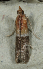 Moodna
