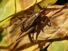 Metrioptera caprai caprai