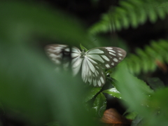 Aporia kanekoi
