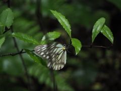 Aporia kanekoi