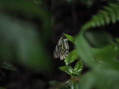 Aporia kanekoi