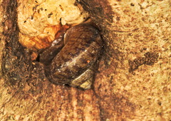 Cyclophorus exaltatus