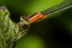 Ischnura senegalensis