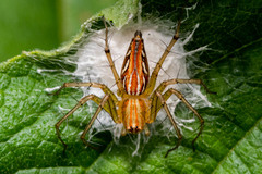 Oxyopes