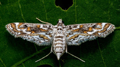Lepidoptera