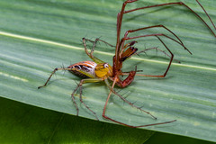 Oxyopes
