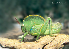 Teratodes monticollis
