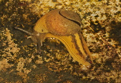 Megaustenia imperator