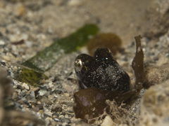 Sepiolidae