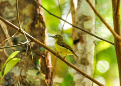 Anthreptes malacensis