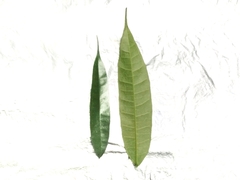 Ficus sinuata