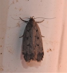 Anacampsis innocuella