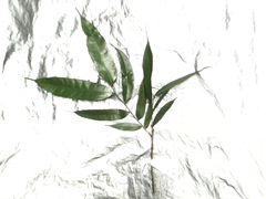 Ficus sinuata
