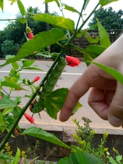 Lophostethus dumolinii