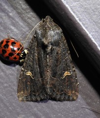 Helotropha reniformis