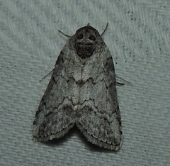 Nycteola polycyma