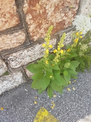 Verbascum