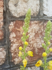 Verbascum